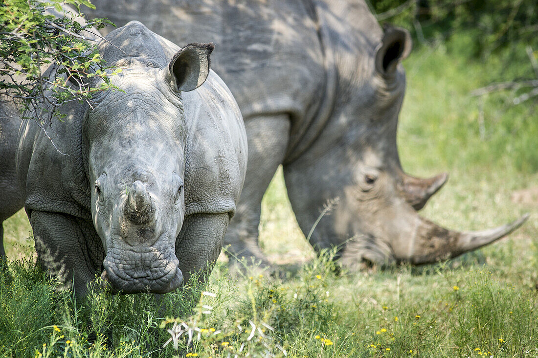 Ein Paar Nashörner (Rhinocerotidae) im Dinokeng-Wildreservat; Südafrika