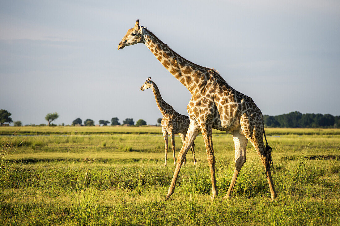 Giraffe (Giraffa Camelopardalis), Chobe National Park; Kasane, Botswana