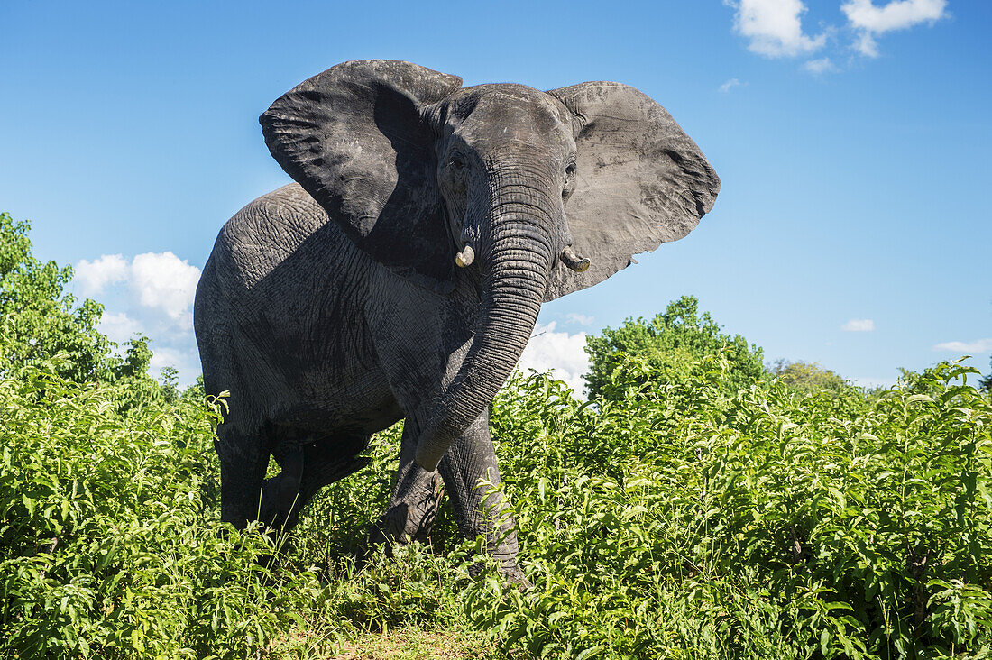 African Elephant (Loxodonta), Chobe National Park; Kasane, Botswana