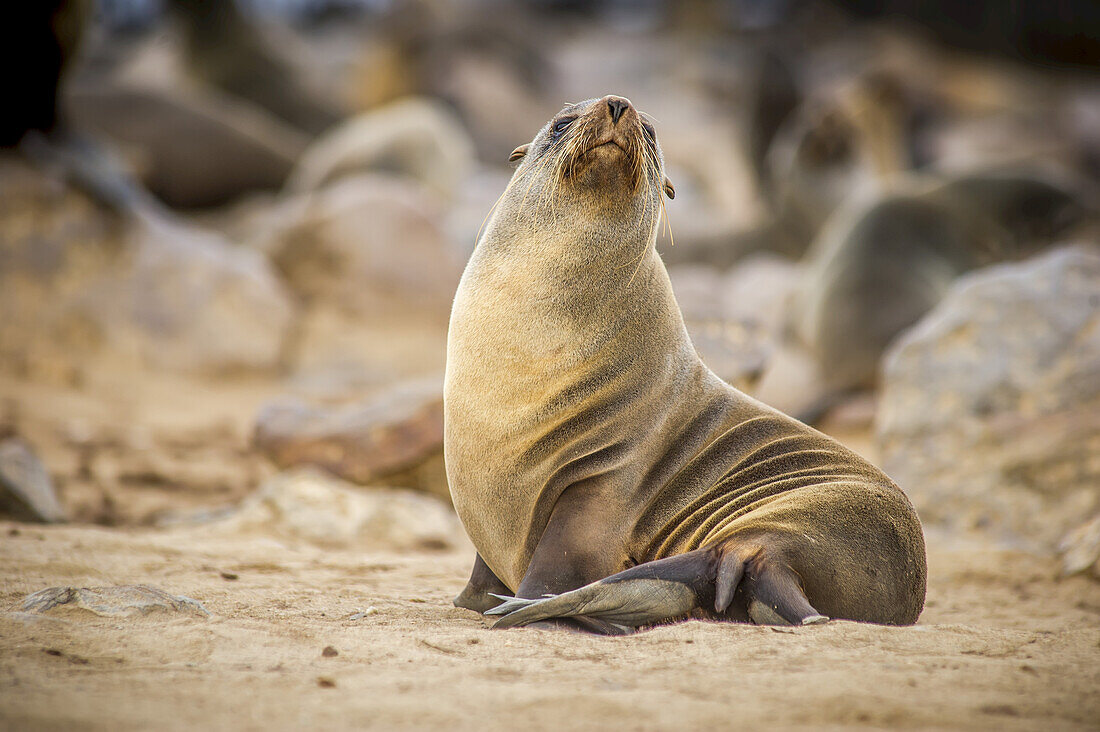 Portrait Of A Cape Fur Seal (Pinnipedia) Amidst The Thousands Of Seals In The Cape Cross Seal Reserve Along The Skeleton Coast; Cape Cross, Namibia