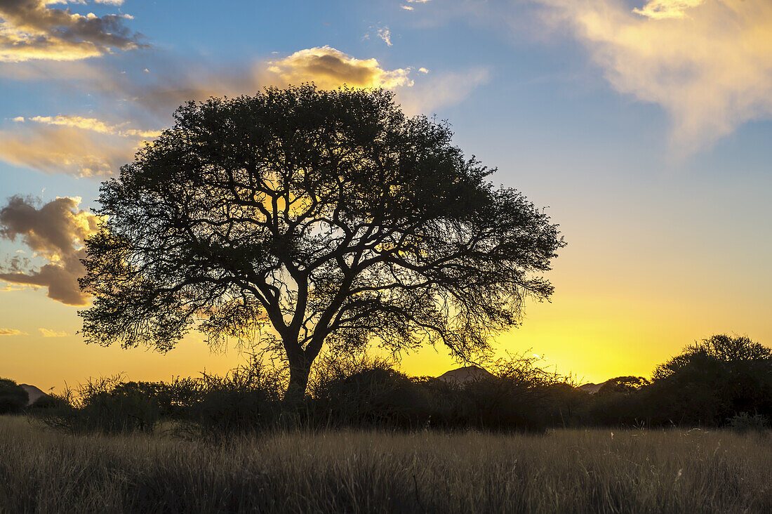 Baum im Schatten der Sonne in der Abenddämmerung; Namibia