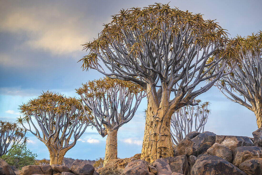 Quiver Tree (Aloe Dichotoma) Forest In The Playground Of The Giants; Keetmanshoop, Namibia