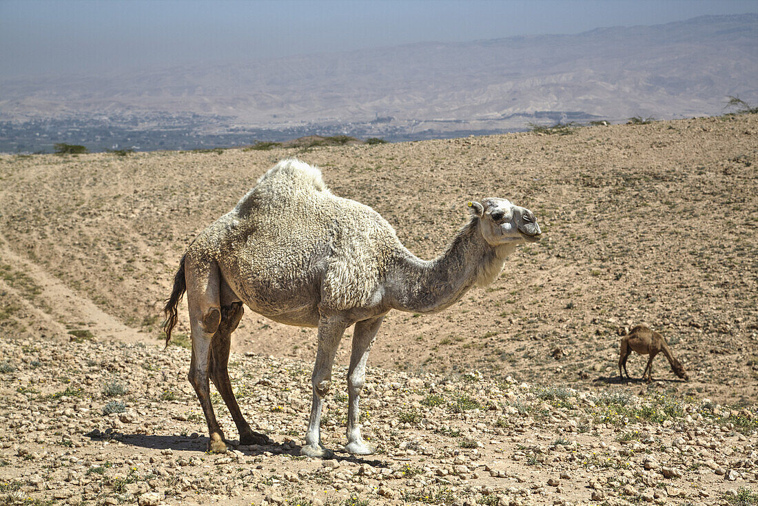 Camels Near The Dead Sea; Jordan