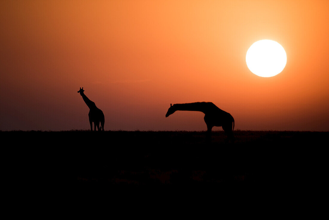 Zwei Maasai-Giraffen (Giraffa Camelopardalis) vor der aufgehenden Sonne, Ngorongoro-Krater-Schutzgebiet; Tansania