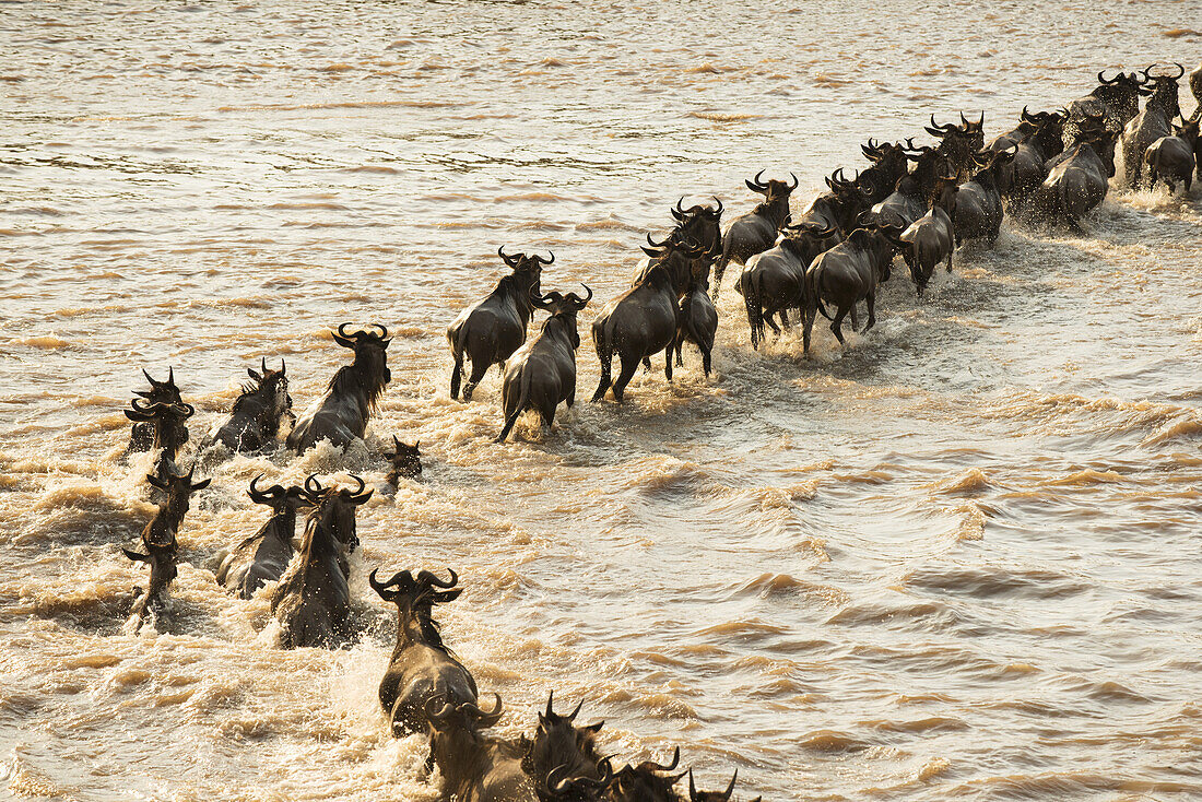 Wandernde Gnus (Connochaetes Taurinus) überqueren den überfluteten Mara-Fluss im Serengeti-Nationalpark; Tansania