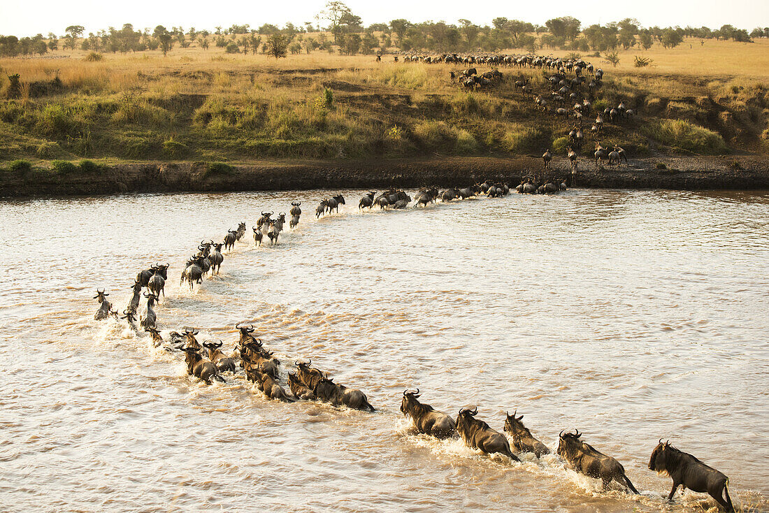 Große Gruppe von Gnus (Connochaetes Taurinus) überquert den überfluteten Mara-Fluss im Serengeti-Nationalpark; Tansania