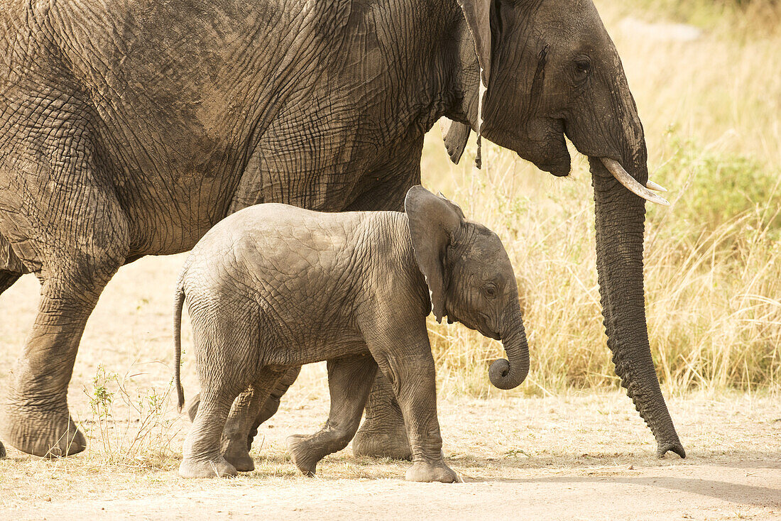 Junges Elefantenkalb (Loxodonta Africana) geht neben seiner Mutter, Serengeti-Nationalpark; Tansania