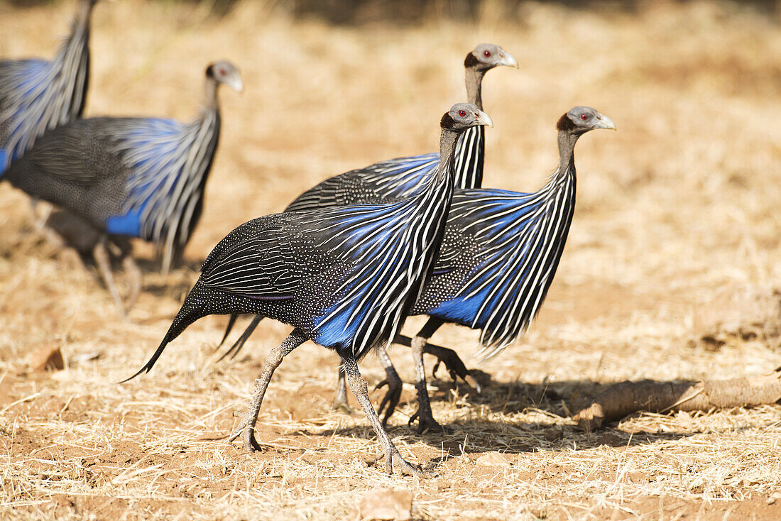 Gruppe von Vulturine Guineafowl (Acryllium Vulturinum), Samburu National Reserve; Kenia