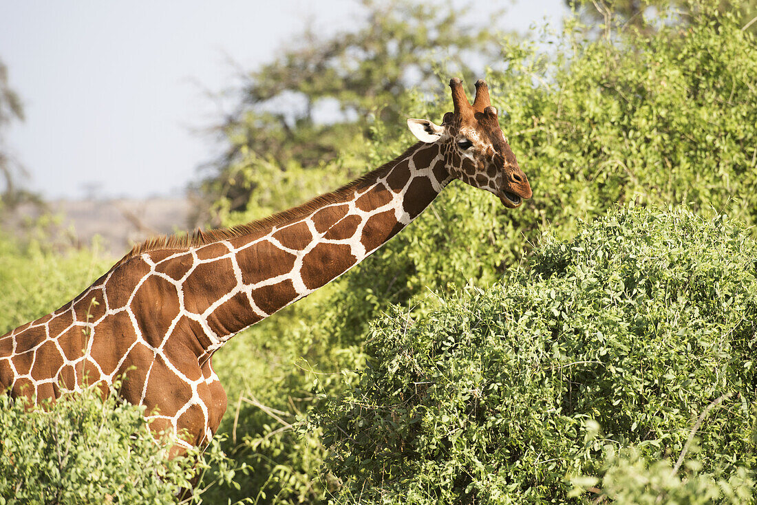 Nahaufnahme von Kopf und Schultern einer Netzgiraffe (Giraffa Camelopardalis), Samburu-Nationalreservat; Kenia