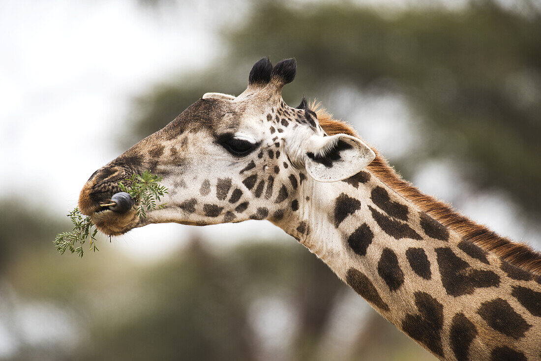 Nahaufnahme einer Maasai-Giraffe (Giraffa Camelopardalis) mit um Akazienblätter gewickelter Zunge, Tarangire-Nationalpark; Tansania
