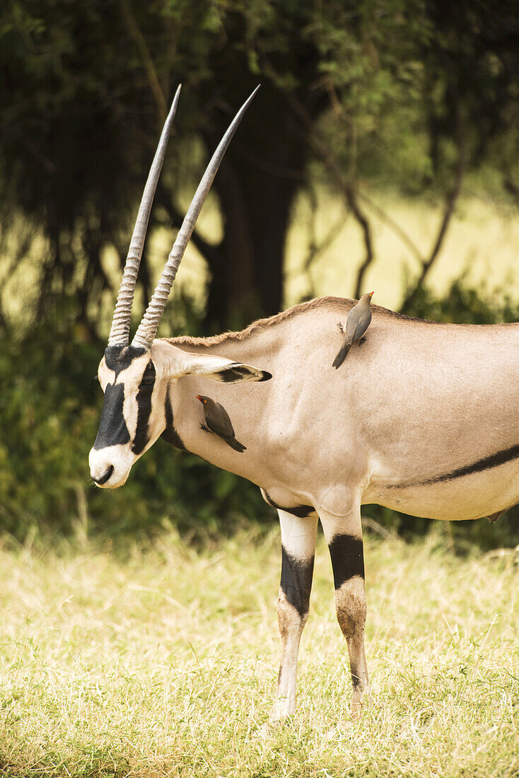 Rotschnabel-Madenhacker (Buphagus Erythrorhynchus) auf einer Beisa-Oryx, Samburu-Nationalreservat; Kenia
