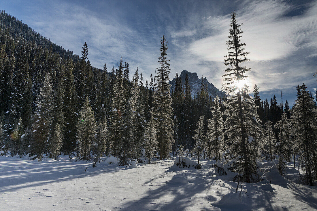 Schnee auf den zerklüfteten kanadischen Rocky Mountains und Bäumen, Yoho National Park; Field, British Columbia, Kanada