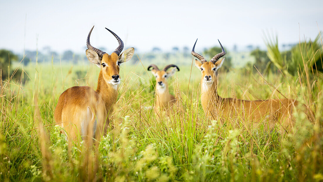 Antelope, Murchison Falls National Park; Uganda