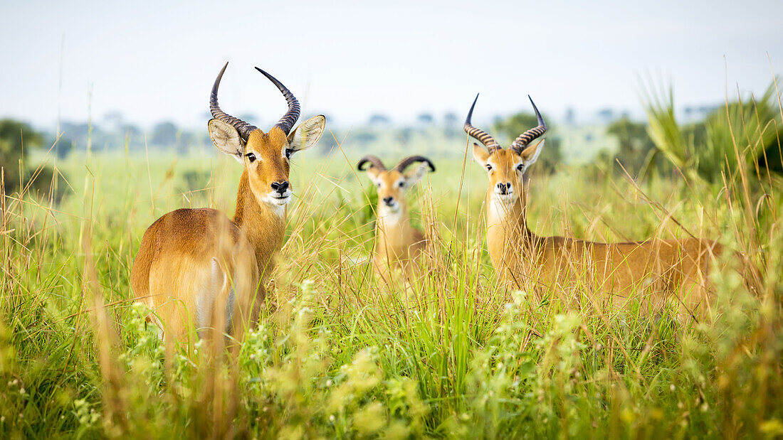 Antilope, Murchison Falls National Park; Uganda