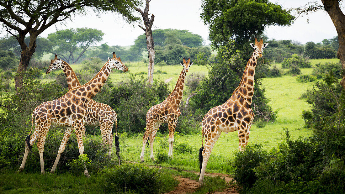 Giraffes (Giraffa Camelopardalis), Murchison Falls National Park; Urganda
