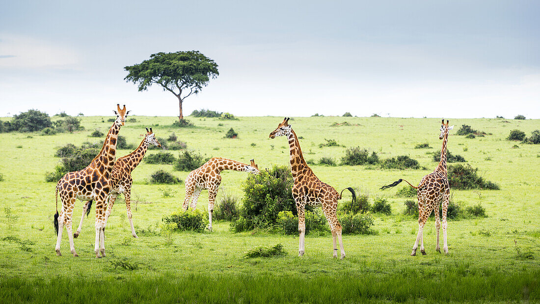 Giraffes (Giraffa Camelopardalis), Murchison Falls National Park; Urganda