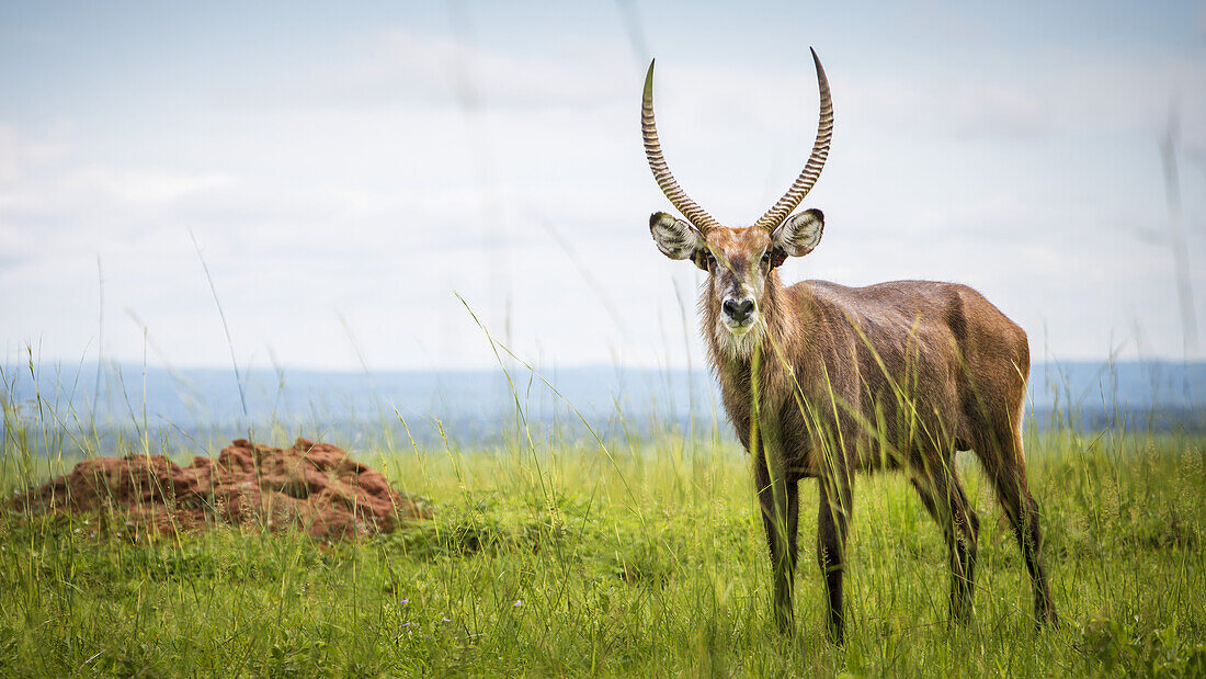 Antilope, Murchison Falls-Nationalpark; Uganda