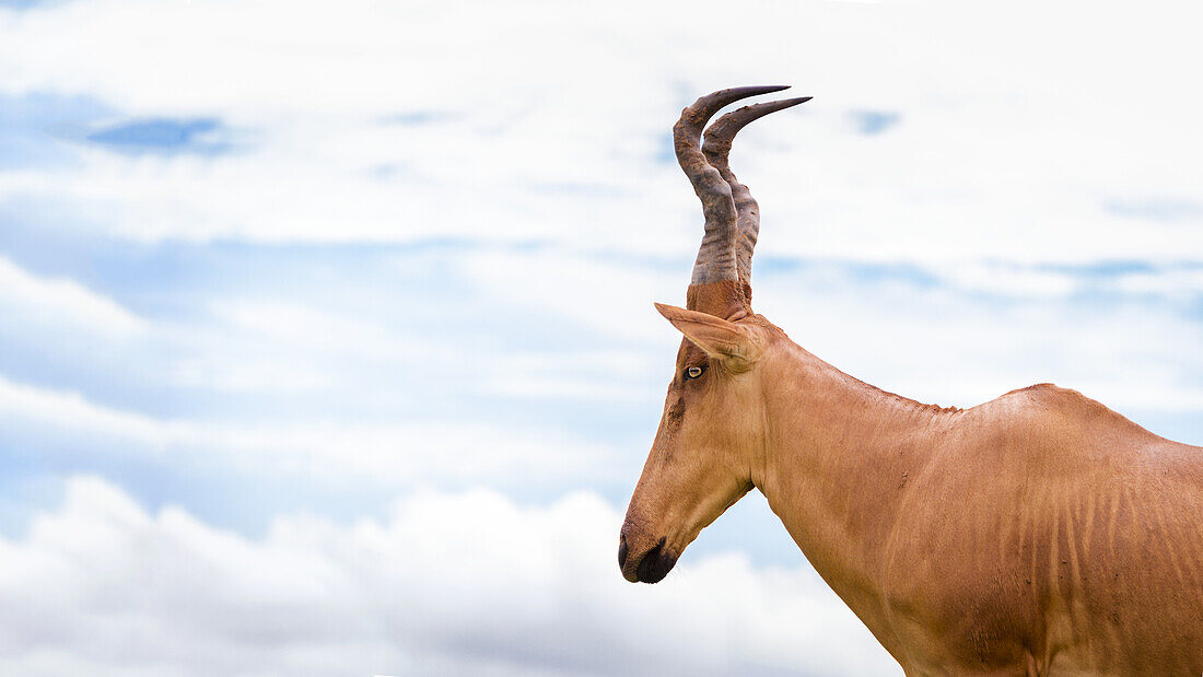 Hochgeschulterte und etwas unbeholfen aussehende Antilope mit langem, spitzem Kopf, Murchison Falls National Park; Uganda