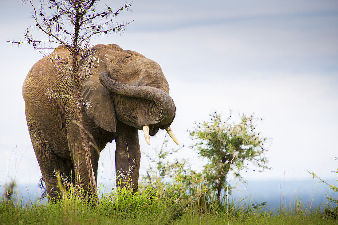 An Elephant With Trunk Twisted Over It's Face To Cover It's Eyes And Plug It's Ears, Murchison Falls National Park; Uganda