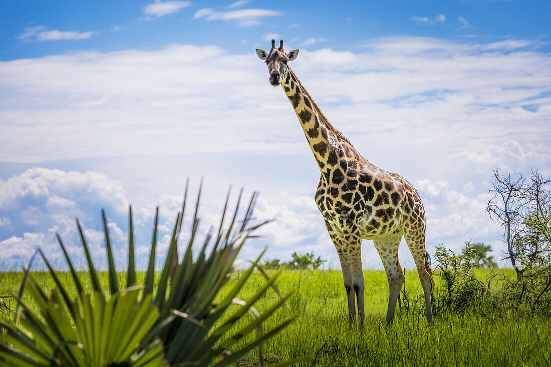 Giraffe (Giraffa Camelopardalis), Murchison Falls National Park; Uganda