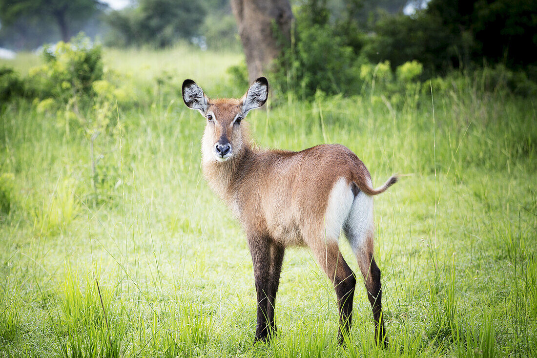 Waterbuck (Kobus Ellipsiprymnus), Murchison Falls National Park; Uganda