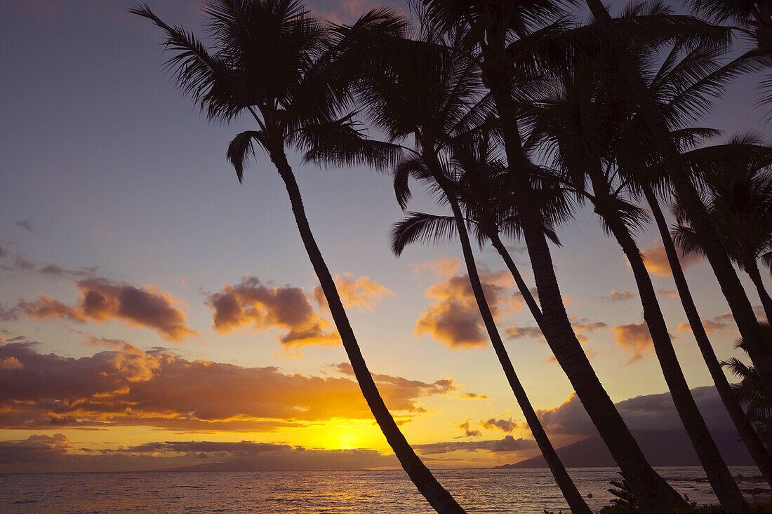 Sunset And Silhouette Of Palm Trees; Keawekapu, Wailea, Maui, Hawaii, United States Of America