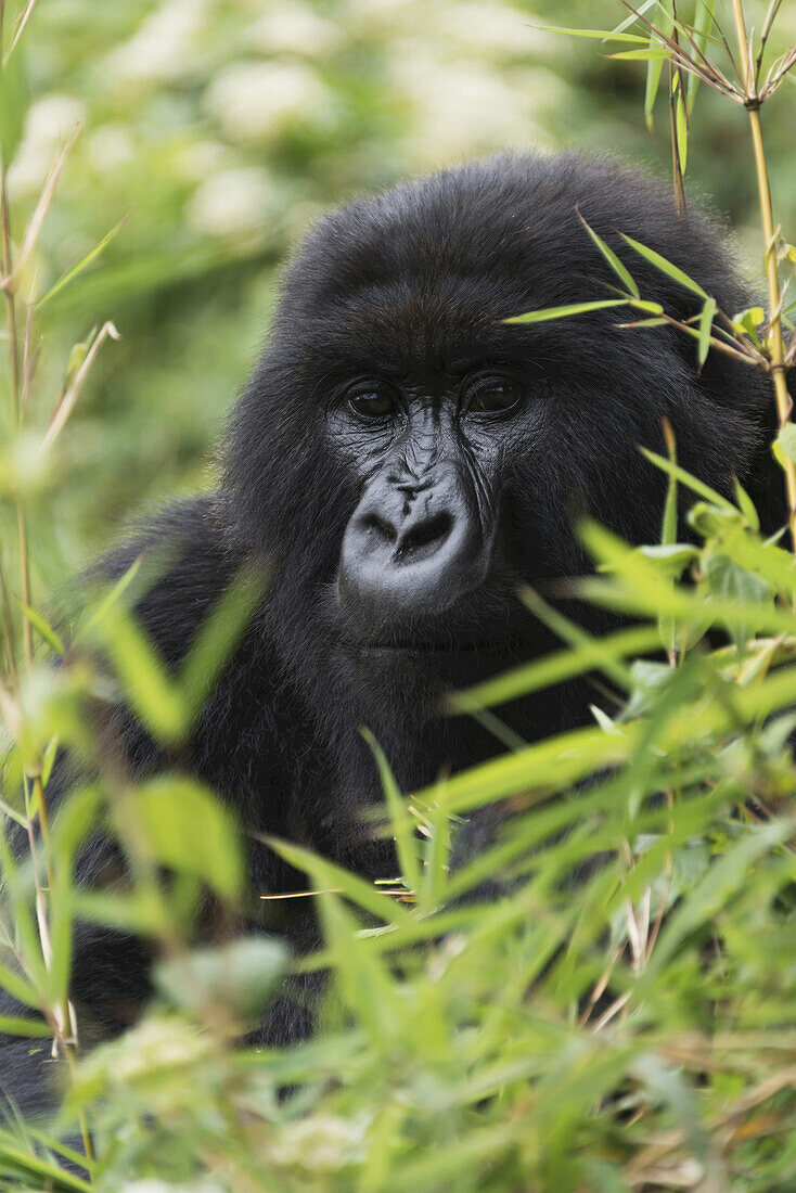 An Eastern Gorilla (Gorilla Beringei) Looks Straight At The Camera Between The Leaves And Branches Of Various Bushes, Surrounded By The Dense Green Undergrowth Of The Forest; Nkuli, Western Province, Rwanda