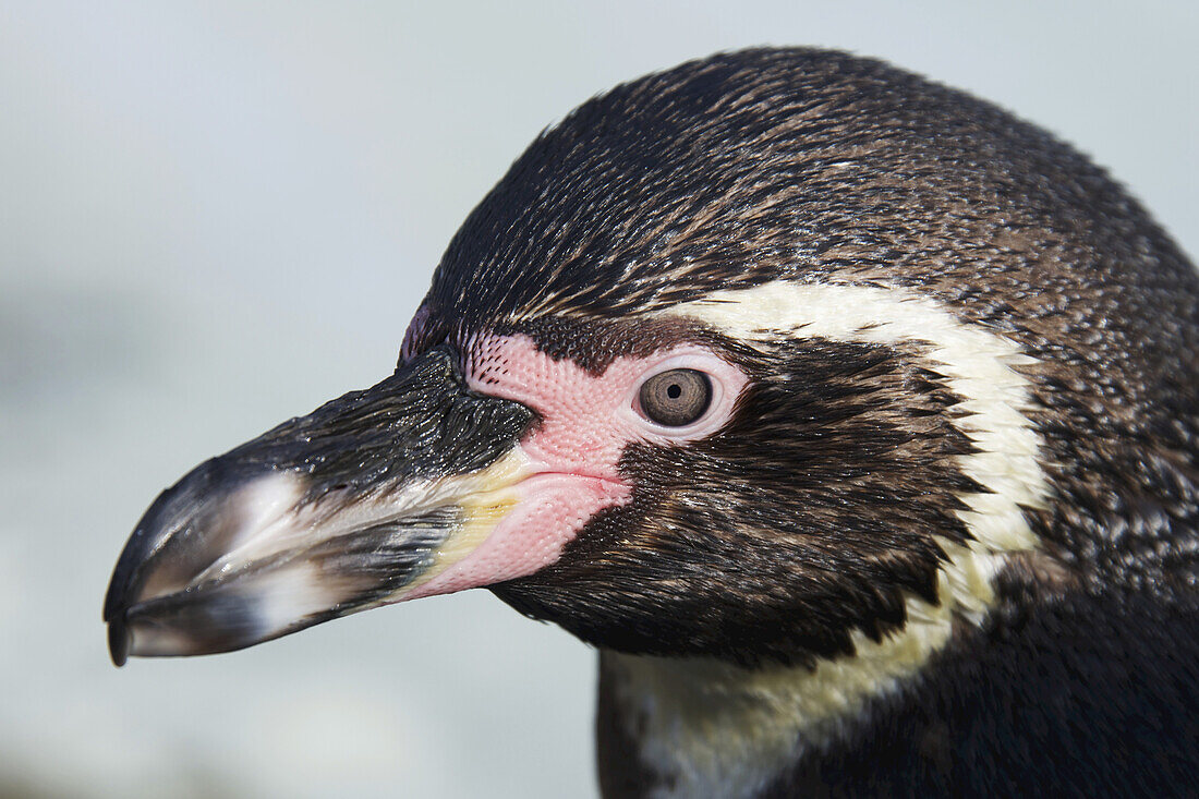 Humboldt-Pinguin (Spheniscus Humboldti); London, England