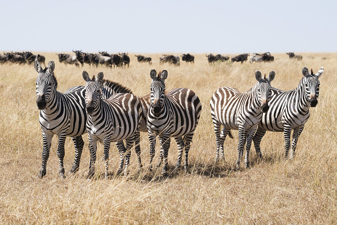 Eine Reihe von fünf Zebras (Equus Quagga) starrt in die Kamera, umgeben vom langen Gras der afrikanischen Savanne, eine Herde Gnus (Connochaetes) ist am Horizont im Hintergrund unter blauem Himmel zu sehen; Narok, Kenia