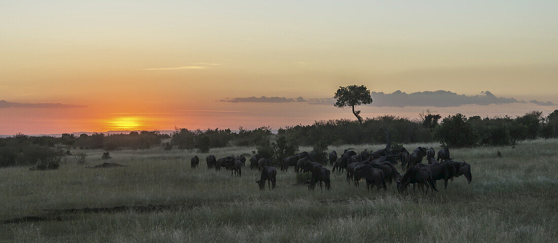 A Herd Of Wildebeest (Connochaetes Taurinus) Migrates On The African Savannah As The Sun Goes Down In An Orange Glow, A Single Acacia Tree Stands Out On The Horizon; Narok, Kenya