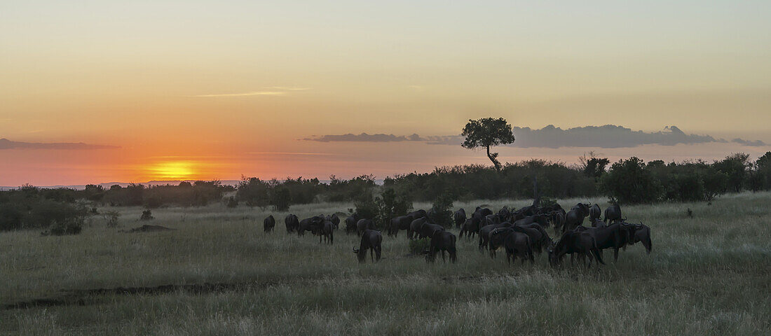 Eine Herde Gnus (Connochaetes Taurinus) wandert durch die afrikanische Savanne, während die Sonne in einem orangefarbenen Schein untergeht, ein einzelner Akazienbaum ragt am Horizont hervor; Narok, Kenia