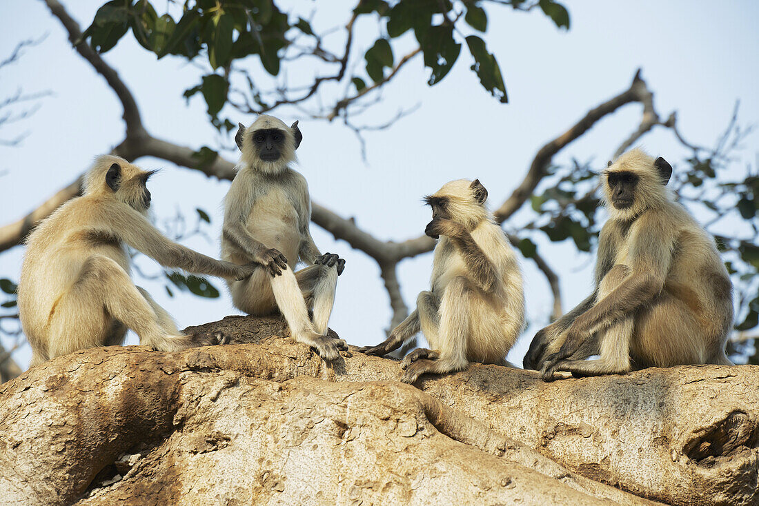 Vier Languren sitzen in einem Baum; Dharpatha Mal, Madhya Pradesh, Indien