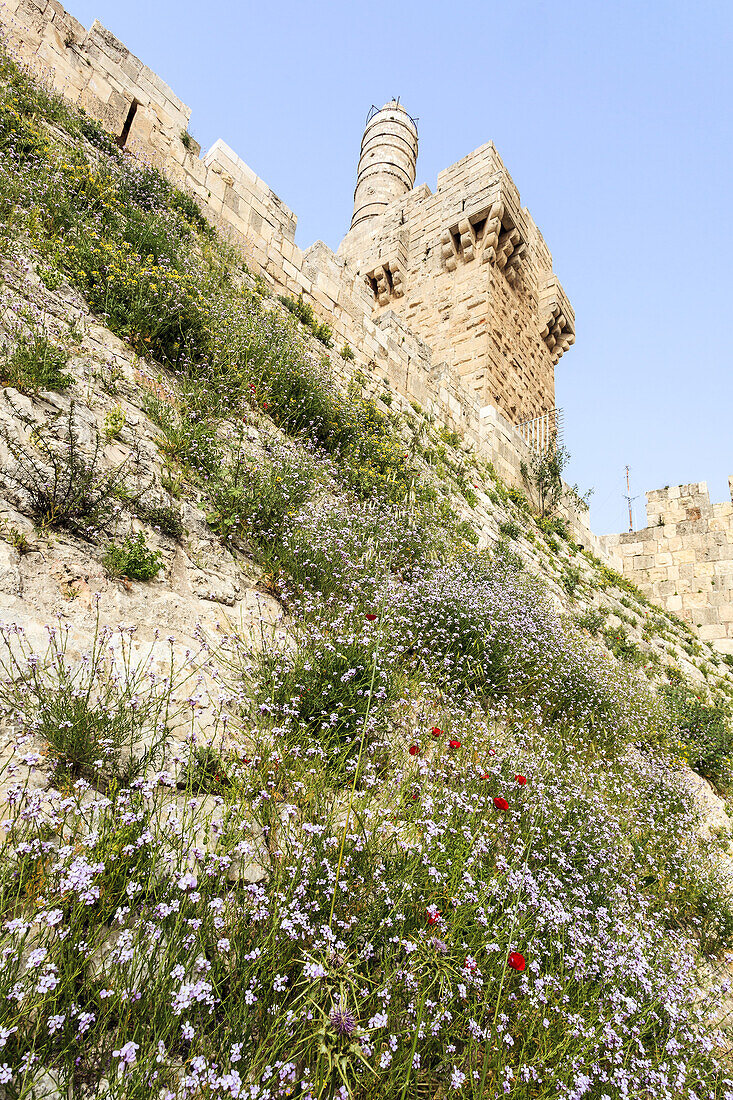 Davids Zitadelle und Wildblumen, die am Hang wachsen; Jerusalem, Israel
