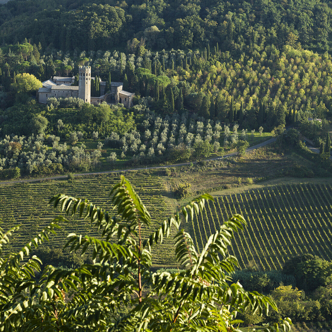 Ein Weinberg; Orvieto, Umbrien, Italien