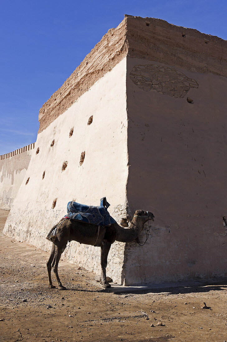 Ein einsames Kamel, das an der Festungsmauer angebunden ist und auf einen Touristen wartet; Agadir, Marokko