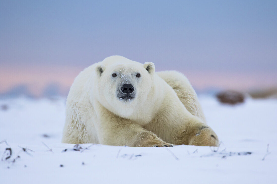 Eisbär (Ursus Maritimus) an der Küste der Hudson Bay, der darauf wartet, dass die Bucht zufriert; Churchill, Manitoba, Kanada