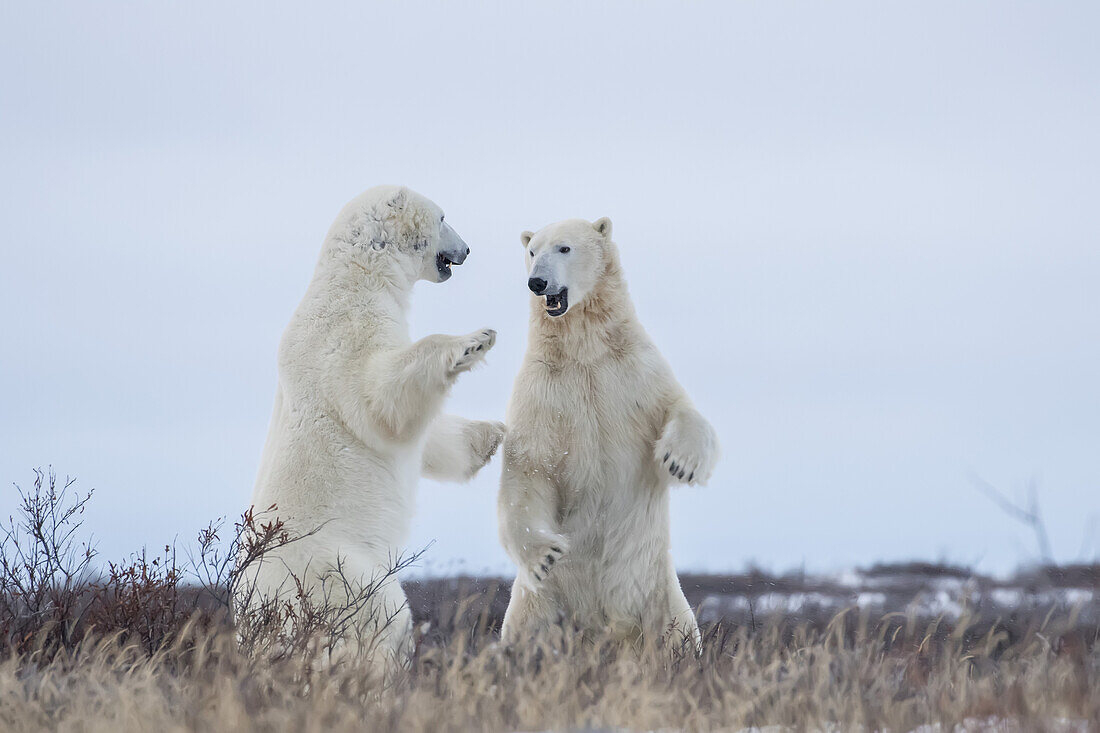 Eisbären beim Sparring an der Küste der Hudson Bay; Manitoba, Kanada