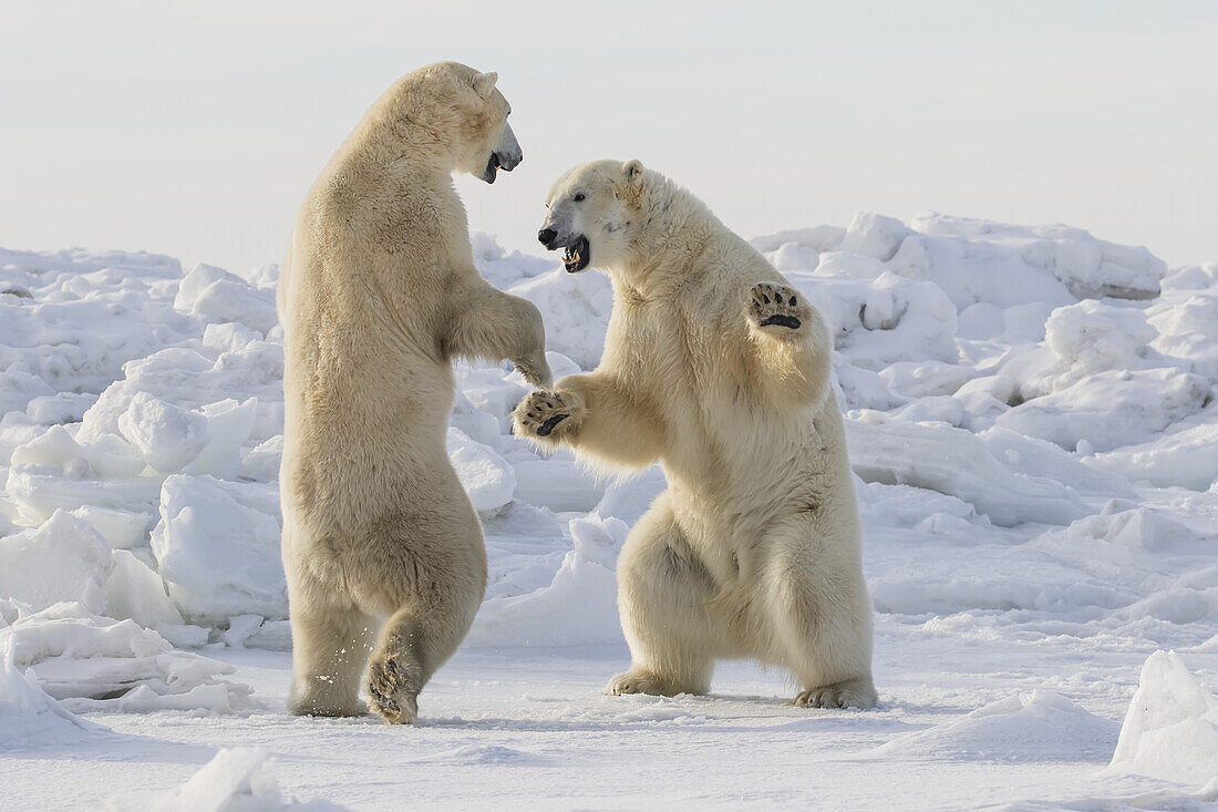 Polar Bears (Ursus Maritimus) Sparring On The Coast Of Hudson Bay; Manitoba, Canada