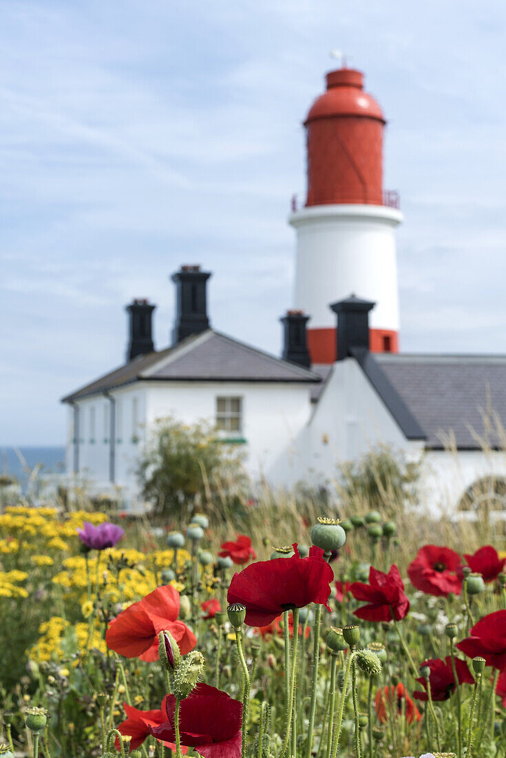 Souter Lighthouse With Poppies And Other Wildflowers In The Foreground; South Shields, Tyne And Wear, England