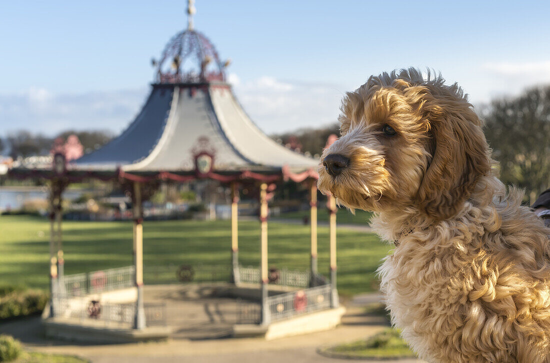 Ein Hund sitzt im Vordergrund mit einem dekorativen Gazebo im Hintergrund; South Shields, Tyne And Wear, England