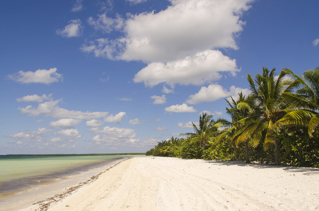 A Sandy Tropical Beach With Palm Trees; Cuba