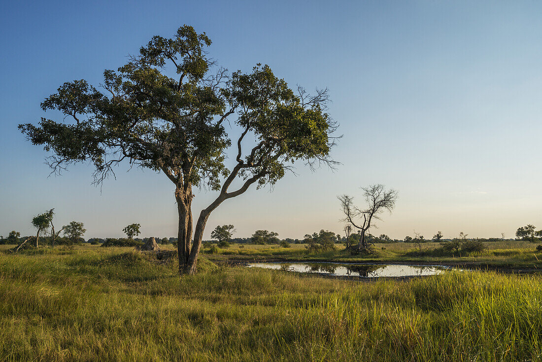 Akazienbaum neben einem Wasserloch in der Abenddämmerung; Botswana