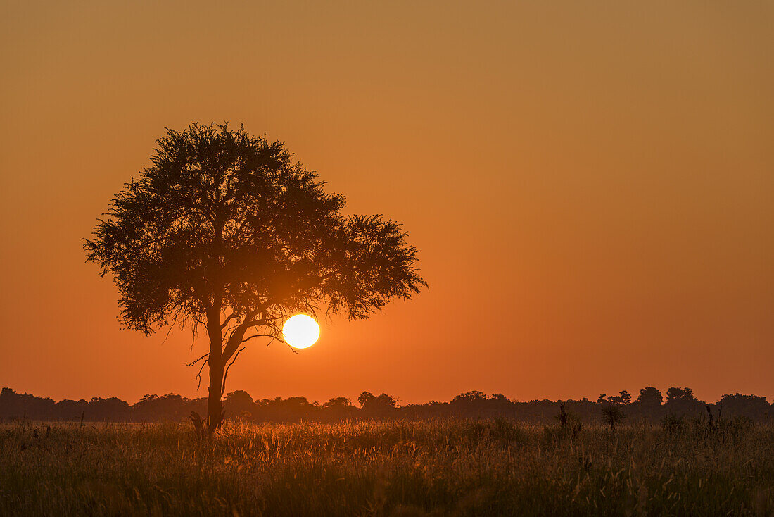 Beleuchtetes Gras und silhouettierter Baum bei Sonnenuntergang; Botsuana