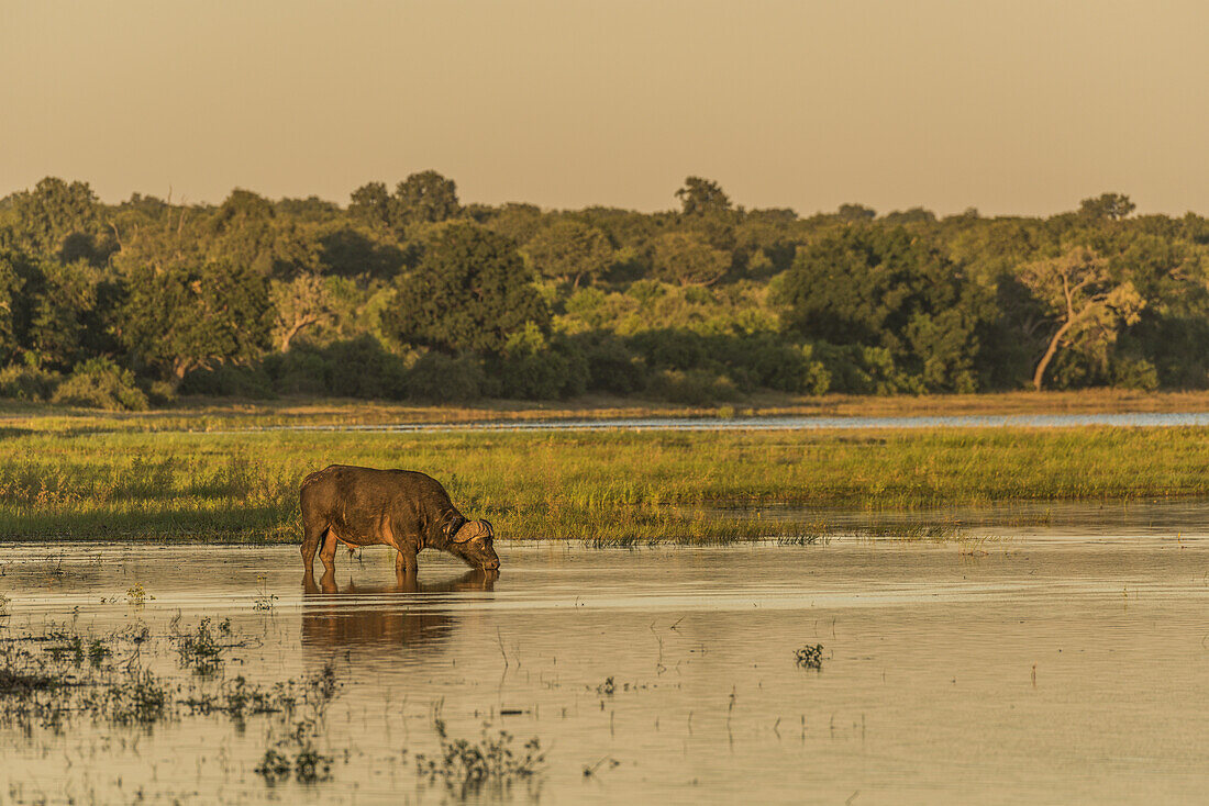 Kaffernbüffel (Syncerus Caffer) trinkt in der Abenddämmerung aus dem Fluss; Botsuana