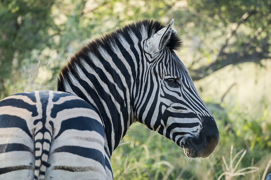 Nahaufnahme von Burchell's Zebra (Equus Quagga Burchellii), das sich der Kamera zuwendet; Botsuana