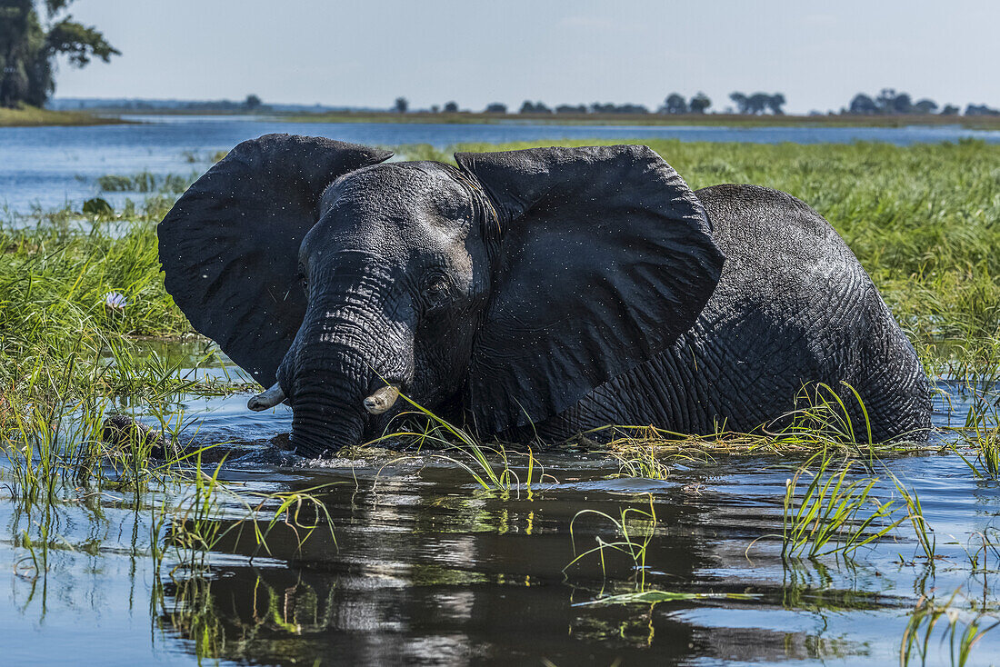 Elephant (Loxodonta Africana) In Patch Of Grass In River; Botswana
