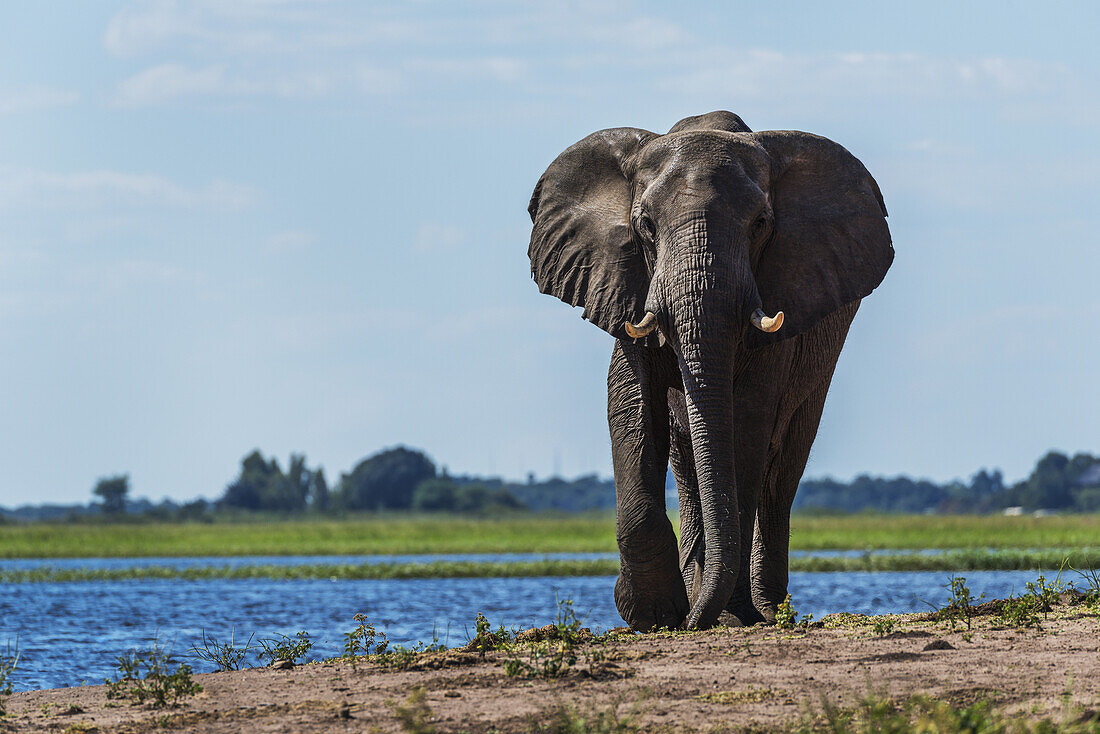 Elefant (Loxodonta Africana) am Flussufer, gerade auf die Kamera zugehend; Botswana