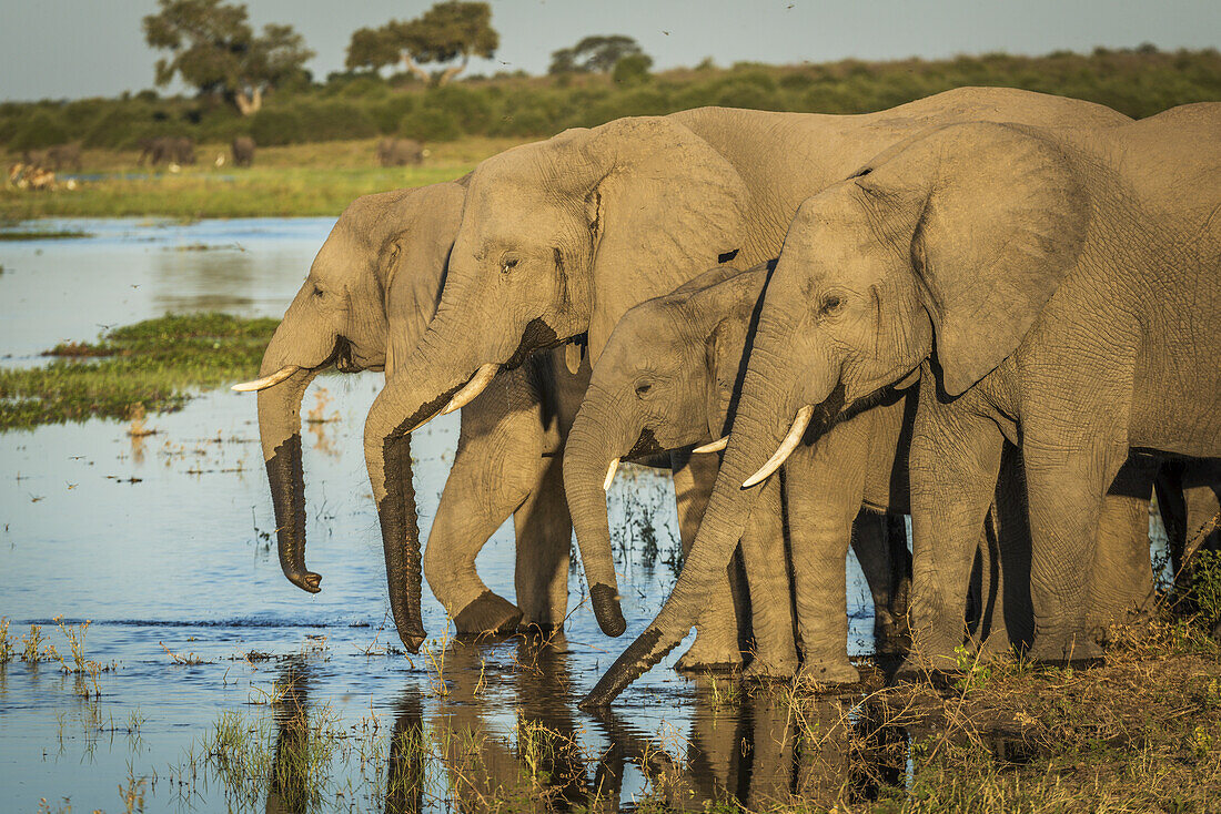 Four Elephants (Loxodonta Africana) In Line Drinking From River; Botswana