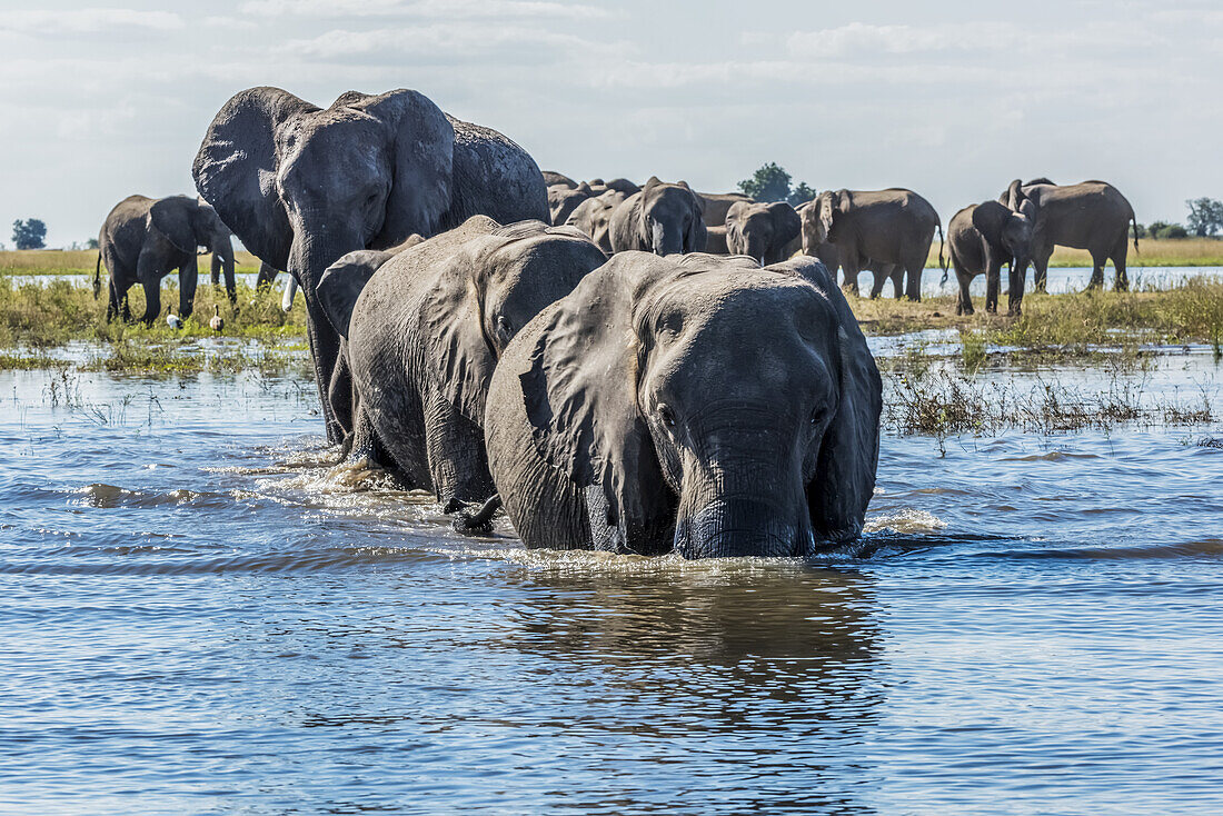 Elefantenherde (Loxodonta Africana) beim Überqueren des Flusses in Richtung Kamera; Botsuana