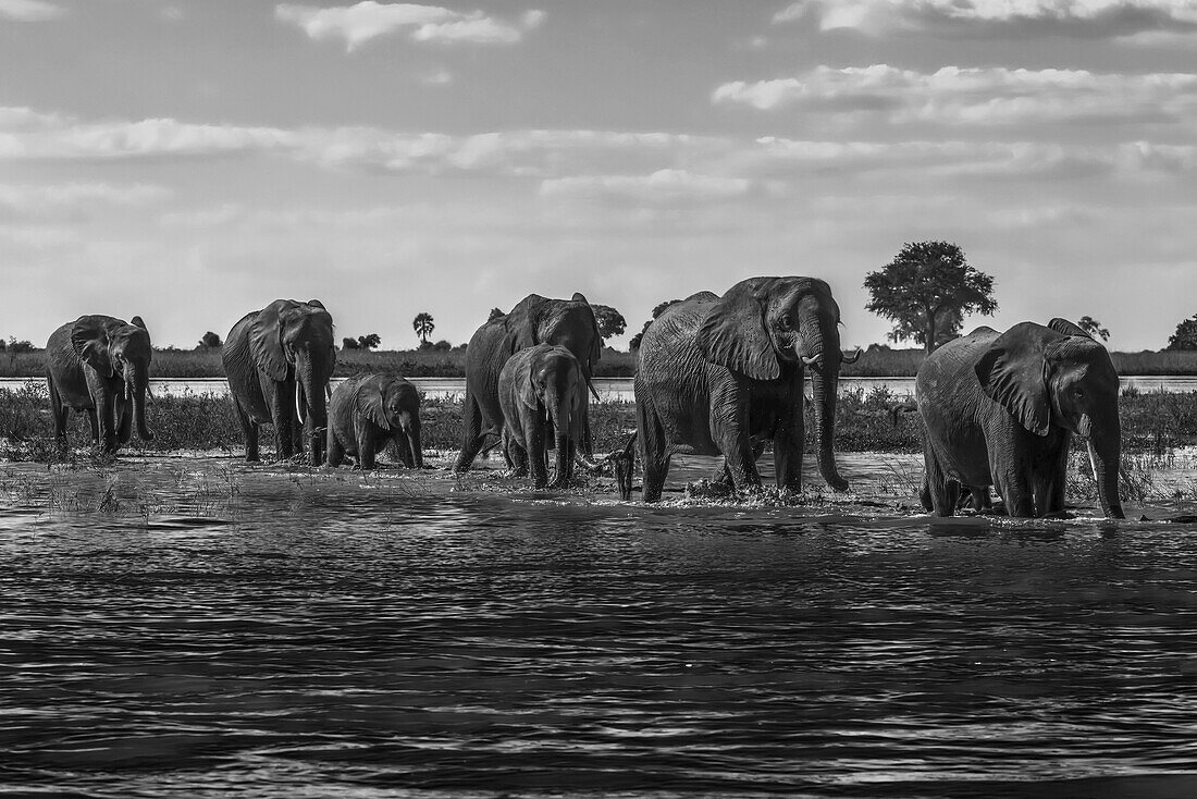 Elefantenreihe (Loxodonta Africana) beim Überqueren des Flusses im Sonnenschein; Botswana